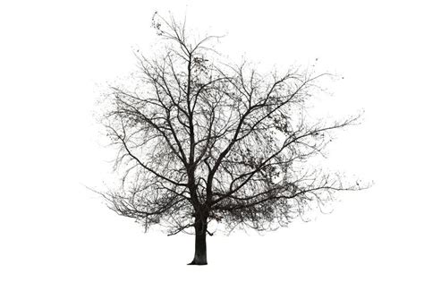 Tree On White Background Stock Photo Image Of Botanic 214767030