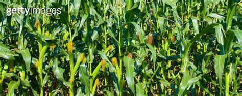 Green Corn Stalks And Ears Of Corn Field Background Wide Photo 이미지 1678293861 게티이미지뱅크