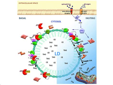 Canonical Lipolytic Function Of Atgl In Adipocytes Schematic