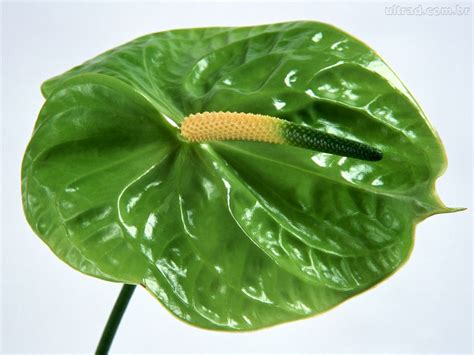 Antúrios Saiba Como Cuidar Anthurium Andraeanum Blog Das Flores