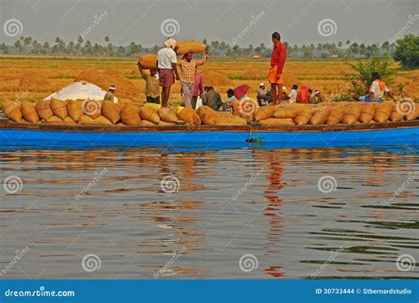 Padi Harvest and Distribution Editorial Stock Image - Image of business, padi: 30733444