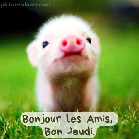 Bon Jeudi Humour Image Cochon Picturesdown