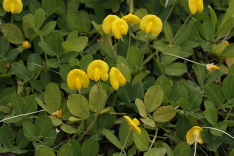 Mg0667 蔓花生 Arachis Pintoi Arachis Duranensis 豆科 Fabacea Flickr