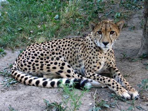 Cheetah Acinonyx Jubatus Stock Image Image Of Hunter 268011701