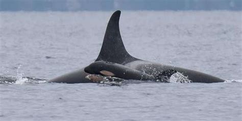 Newborn Orca Calf Appears To Have Been Delivered By A Midwife - The Dodo