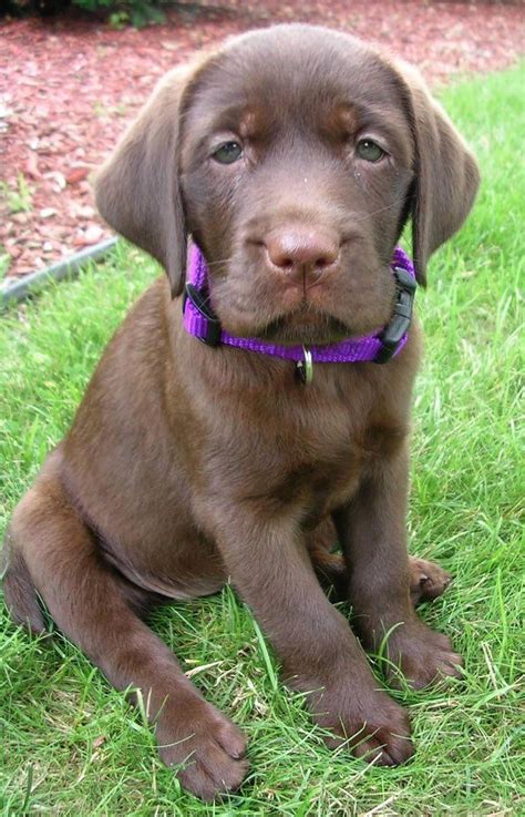 Sleepy Baby The Cutest Chocolate Lab Pictures Cute Puppy Pictures