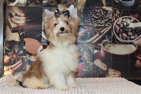 White Ocean Pearl Yorkshire Terrier Pi Kna Suczka Miniaturka Mini Xxs