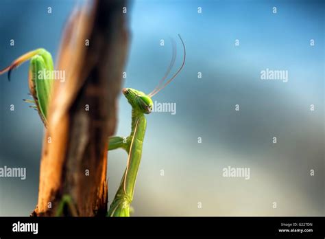 Green Praying Mantis Stock Photo Alamy