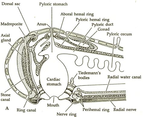 Respiratory/Digestive - Forbes Starfish Resources