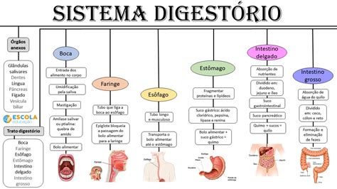 Mapa Mental Sobre Sistema Digestorio