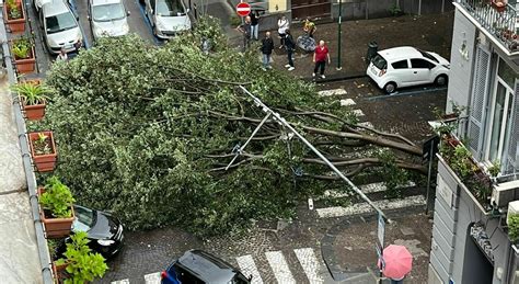 Maltempo A Napoli Crolla Un Albero Al Vomero Nessun Ferito