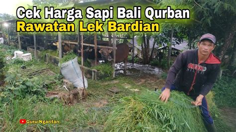 Cek Harga Sapi Bali Qurban Rawatan Lek Bardian Sapiqurban Youtube