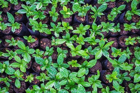 Plántulas de plantas de café en un vivero Foto Premium