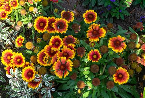 Top 10 Native Flowers Zone 8: Eco-Friendly Gardening - Live Love Garden