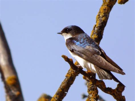 Geotripper S California Birds Tree Swallows On The Tuolumne River You