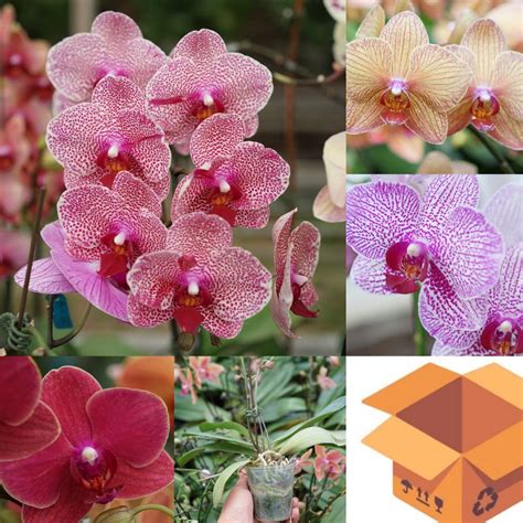 Phalaenopsis Hybrids | ubicaciondepersonas.cdmx.gob.mx