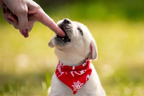 Mi perro me saca los dientes cuando lo regaño qué puedo hacer