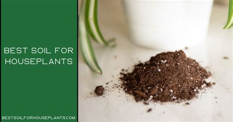 Best Soil For Houseplants A Detailed Buying Guide