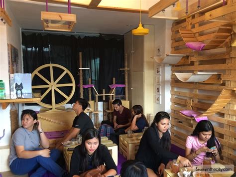 Cat Cafe Manila Maginhawa Street Quezon City Lovers In The City