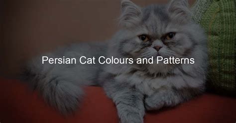 Persian Cat Colours and Patterns - Persian Cat Lover