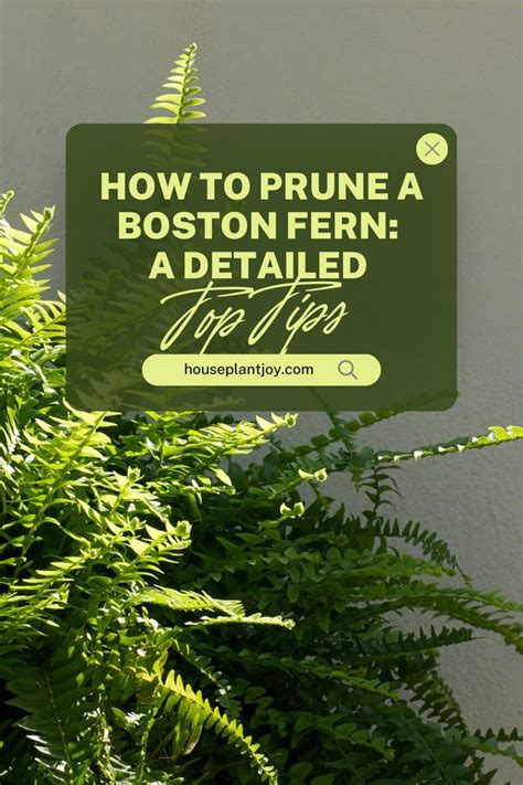 How To Prune A Boston Fern A Detailed Top Tips In 2024 Boston Fern