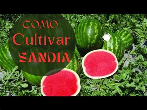 Cómo cultivar sandías fácilmente en casa YouTube