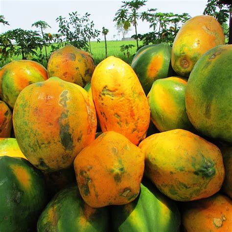 HD wallpaper: papaya fruits in boxes, orange papaya fruit, fresh fruit ...