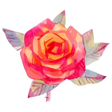 Premium Vector Vector Watercolor Illustration Of Rose Flower Sketch