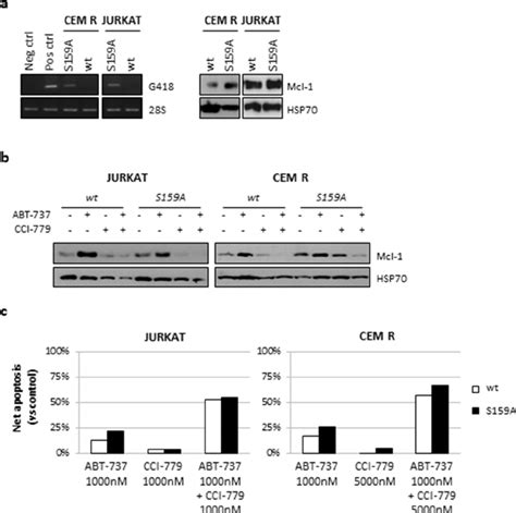 Mcl Downregulation Is Not Dependent On Proteasomal Activity Jurkat