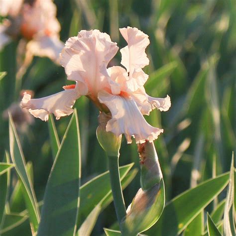 Peach Reblooming Bearded Iris Priscilla Of Corinth Huge Rhizomes