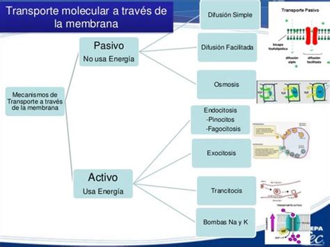 Fichas de aprendizaje Fisiología general Quizlet