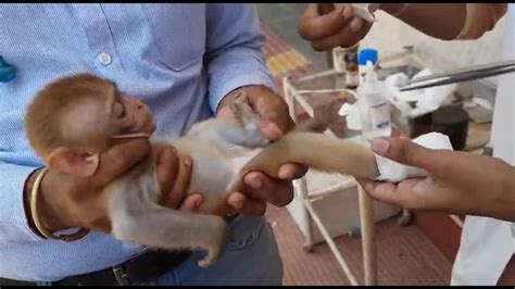 Orphaned Baby Monkey Treated For Leg Injury In Northern India