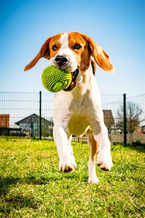 Beagle Dog Runs In Garden Towards The Camera With Rope Toy Sunny Day