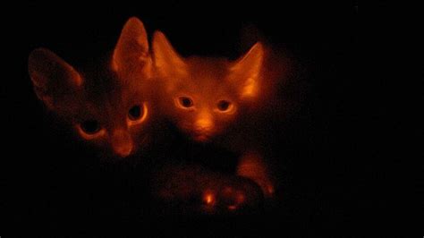 Scientists Clone Glow In The Dark Cats Abc News