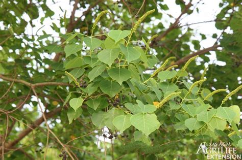 Plants of Texas Rangelands » Chinese tallow tree