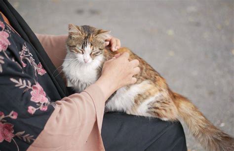 Vivo Con Un Cane E Un Gatto Ma Vero Che I Loro Baci Rinforzano Il