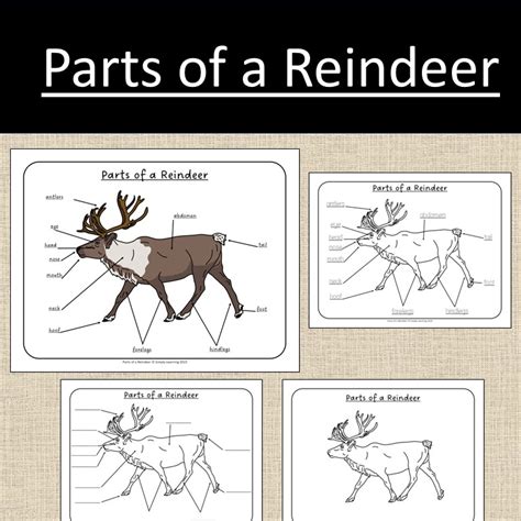 Parts Of A Reindeer Winter Study Curriculum Anatomy Kindergarten Made