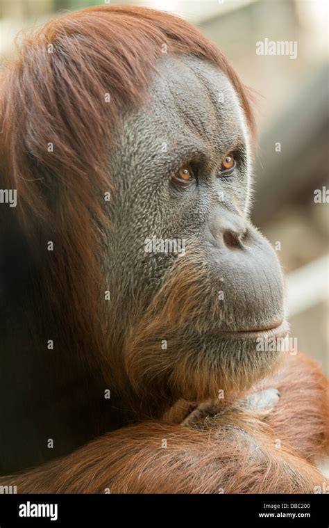 A Study In Concentration An Orangutan Deep In Thought As It Stares