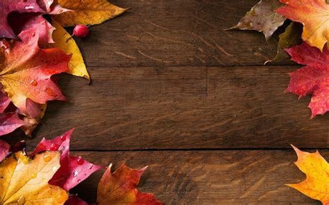 Free Cute Fall Background Photos 100 Cute Fall Background For Free