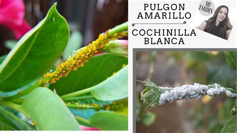 Como Eliminar La Plaga Pulgon Amarillo Y Cochinilla Blanca Youtube