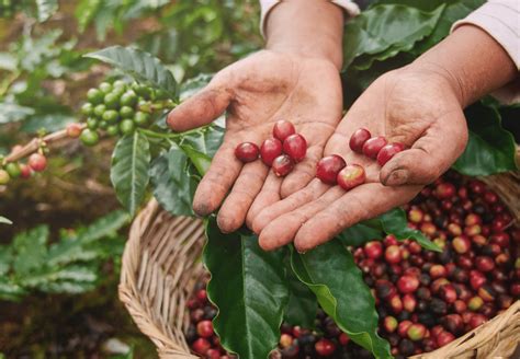 Precio récord del café no beneficia a productores hondureños hondudiario