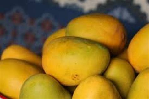 Benefits Of Ripe Mango डायटीशियन से जानिए पका हुआ आम खाने के फायदे