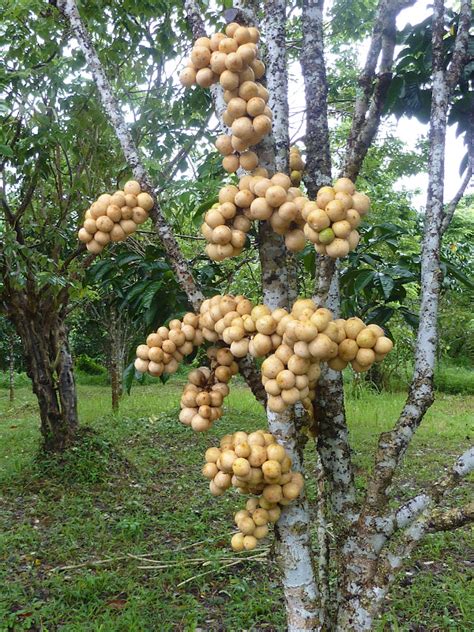 reginanewportfoodblog: LANZONES, the fruit for the gods!