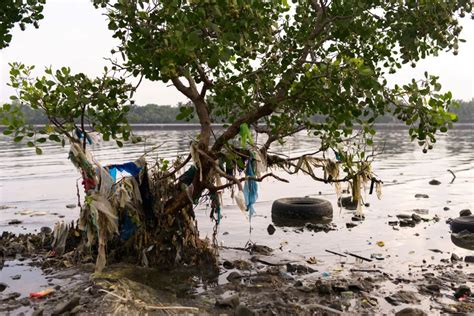 Filipino Conservationists Fear New Law Rubs Salt In Mangrove Wound