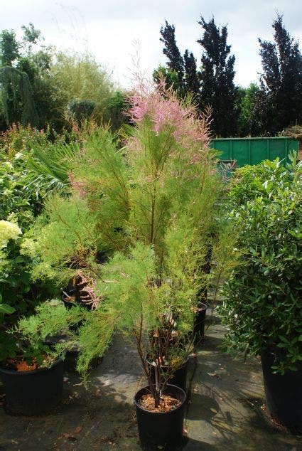 Tamarisk Tamarix Ramosissima Directplant