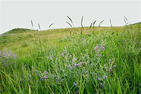 Short Prairie Grass