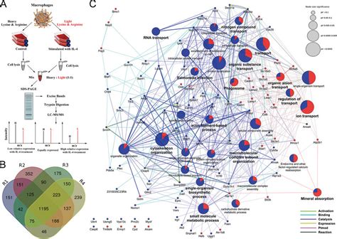 Quantitative Proteomics Analysis Of The Alternatively M2 Activated