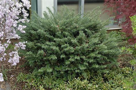 Duke Gardens Plum Yew Cephalotaxus Harringtonia Duke Gardens In