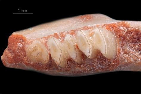 Rodent teeth (new species). China. – Macroscopic Solutions | INSPIRING DISCOVERY