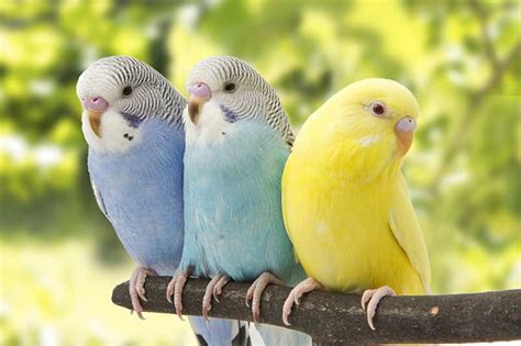 Do Budgies Live In The Wild Bird Spot